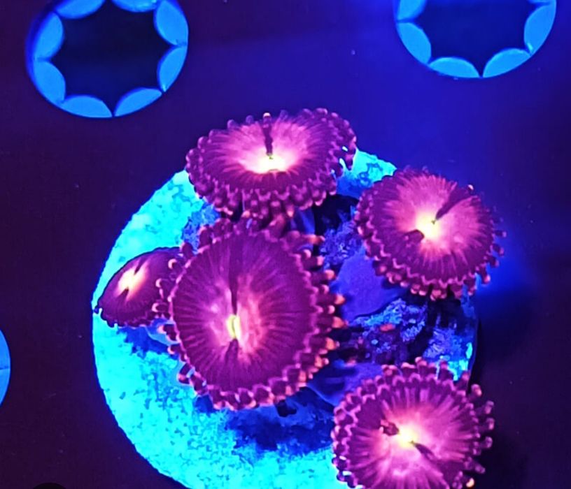 Vendo várias espécies de Corais