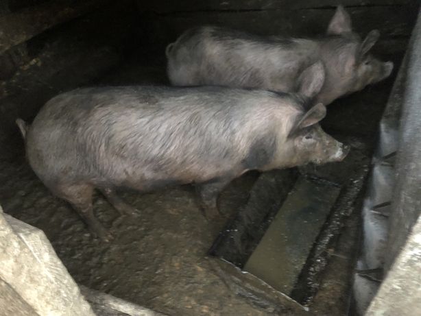 Свині,жива вага 120-130 кг