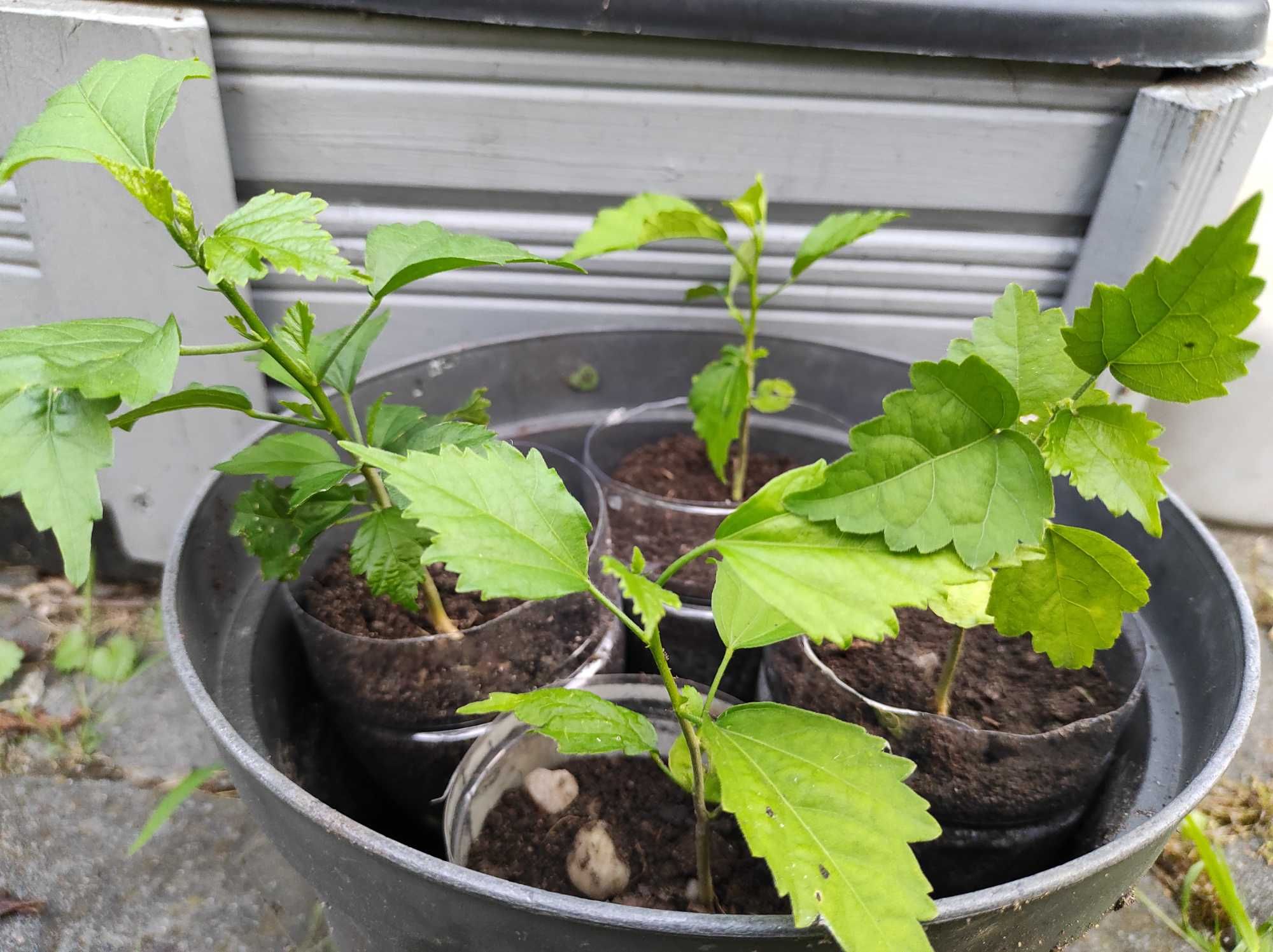 Hibiskus ketmia syryjska mix