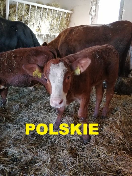 polskie cieleta cielaki Cała Polska