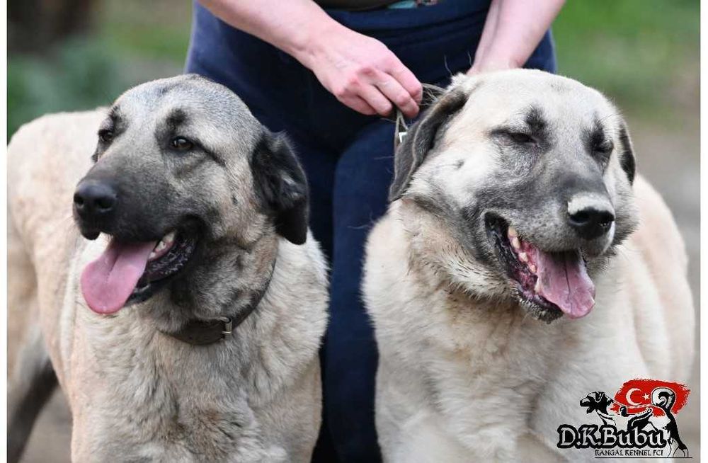 Kangal miot Aren& Bahir hodowla D.K.BUBU FCI