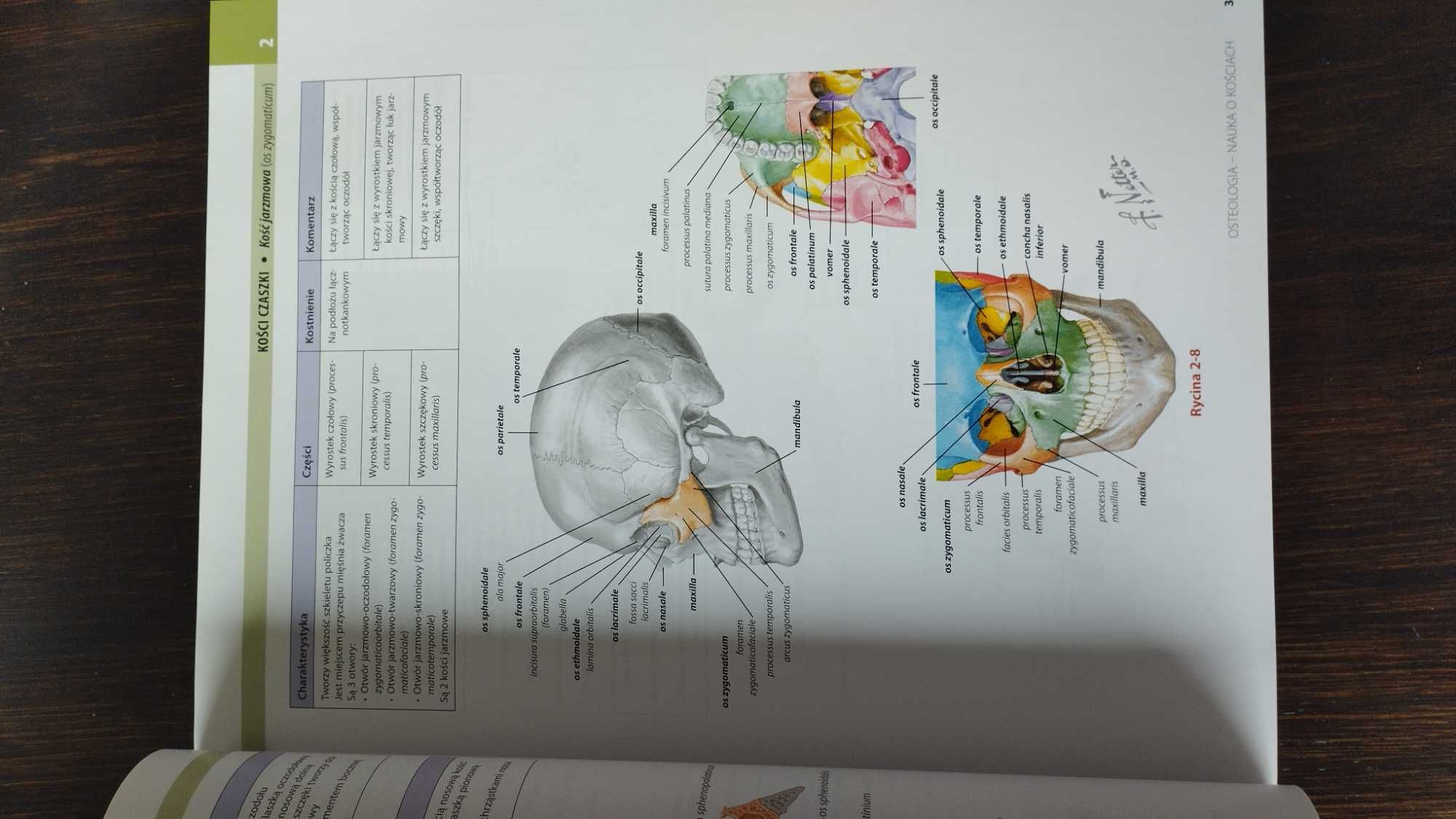 Atlas anatomiczny głowy i szyi dla stomatologów Nettera