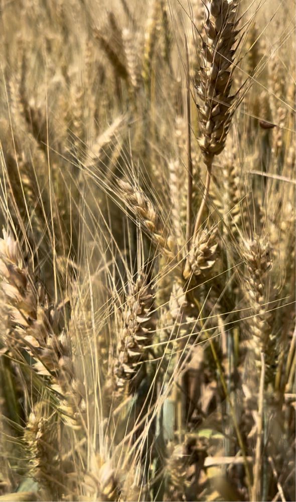 Пшениця озима зерно 5 грн/кг с. Скориківка