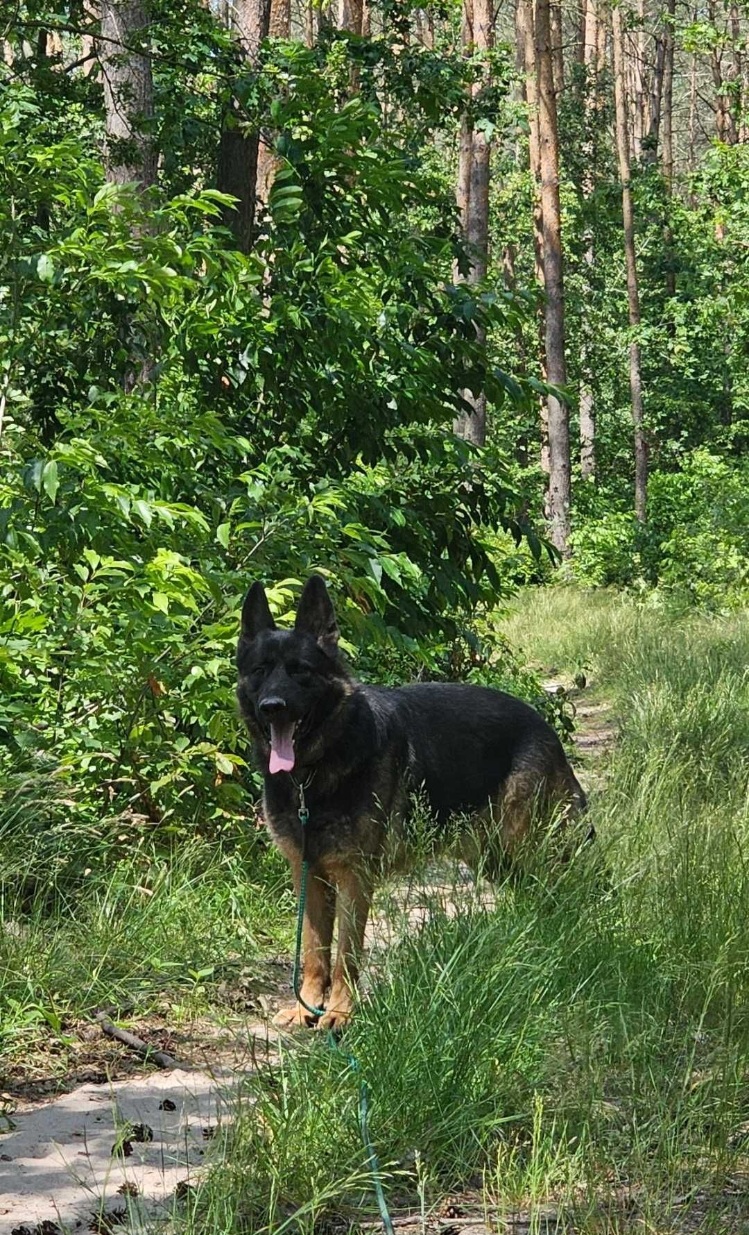 Owczarek Niemiecki do adopcji