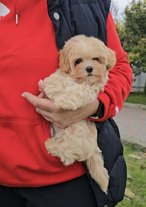 Мальтіпу Ф1. Чарівні дівчатка.