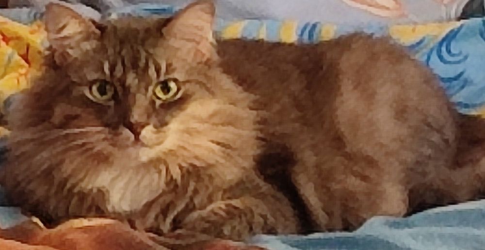 Пропал кот Тимоша