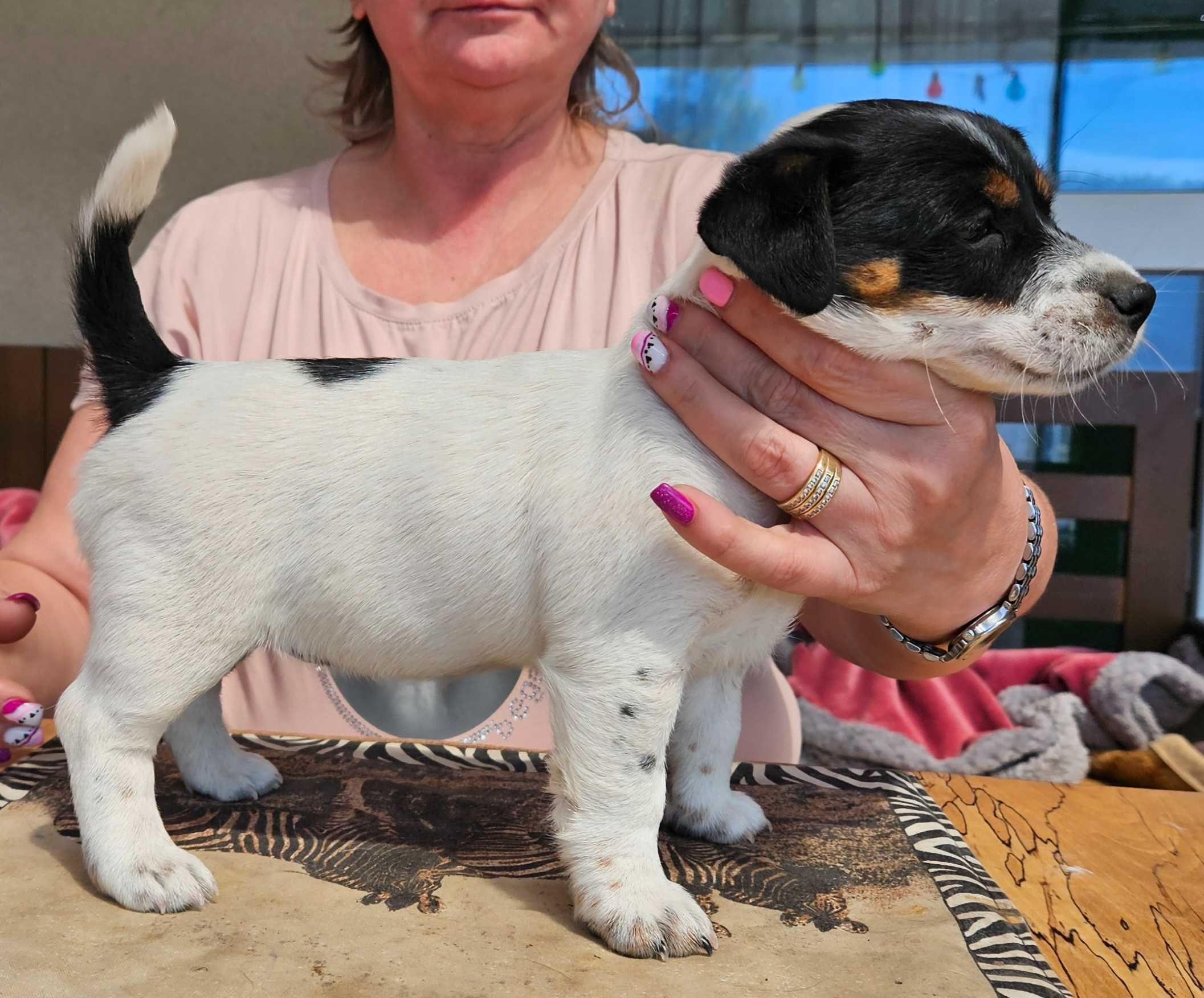 Jack Russell Terrier FCI ZKwP