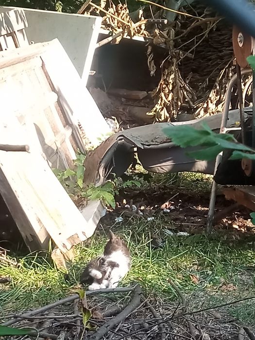 Oddam śliczne  kotki za darmo