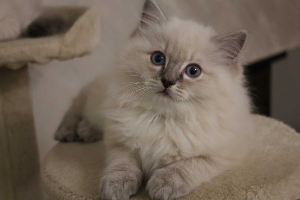 Ragdoll Amos piękny mruczący kocurek
