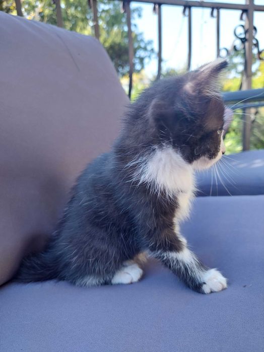 Oddam koty w dobre ręce