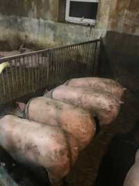 Продам свині живою вагою по 60 грн
