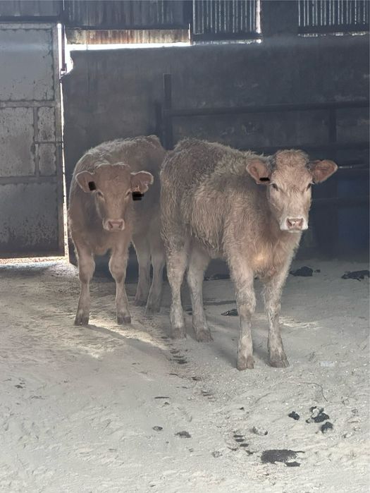 Vitelas charolesas