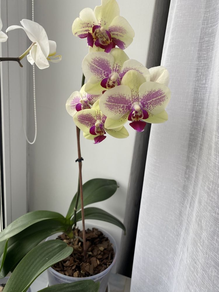 Орхідея Phalaenopsis