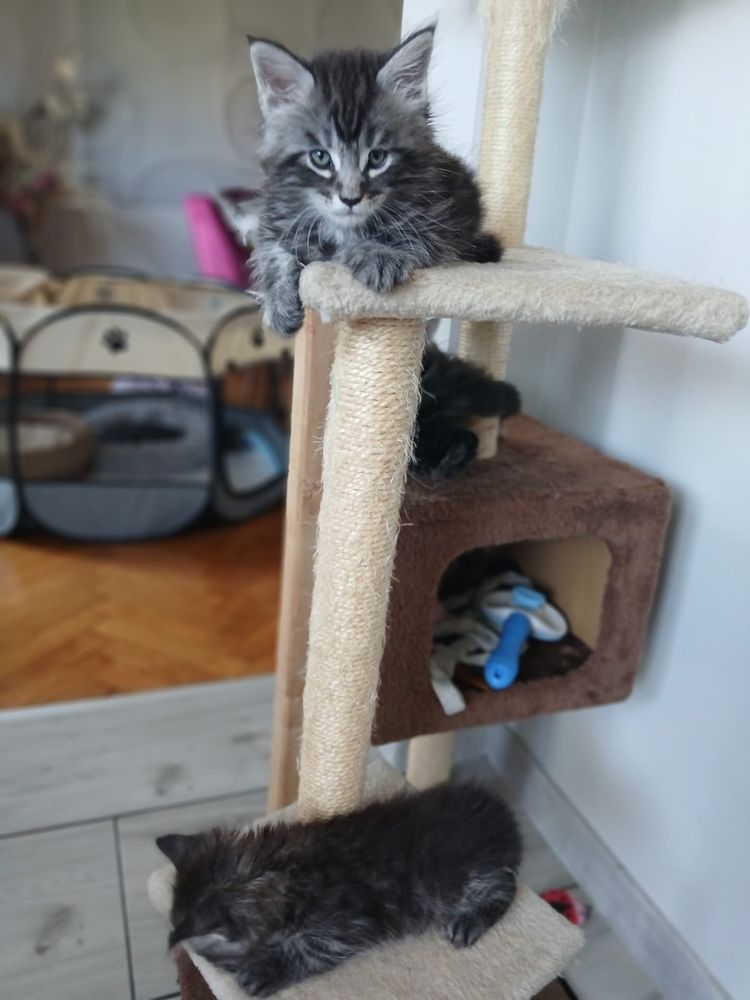 Kotki Maine Coon