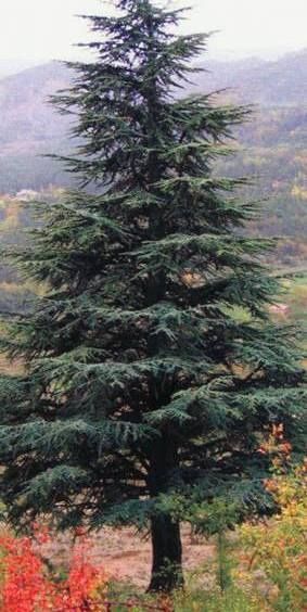 кедр Атласький 20см (останній)