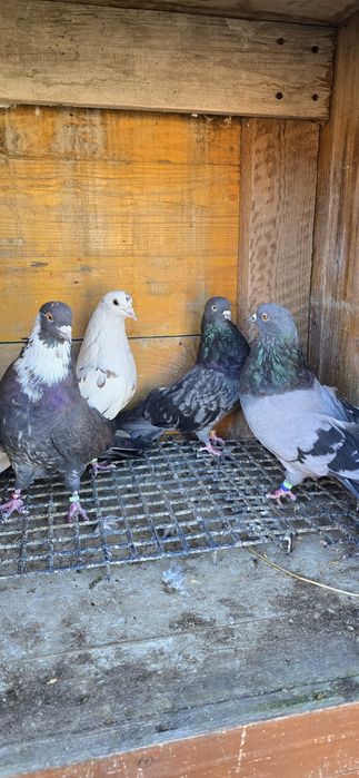 Sprzedam nadwyzke orlika