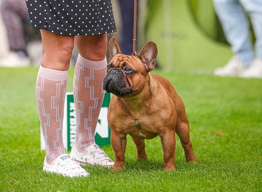 Buldog francuski FCI, prawdziwy rodowód ZKwP cudowna ruda suczka XENA