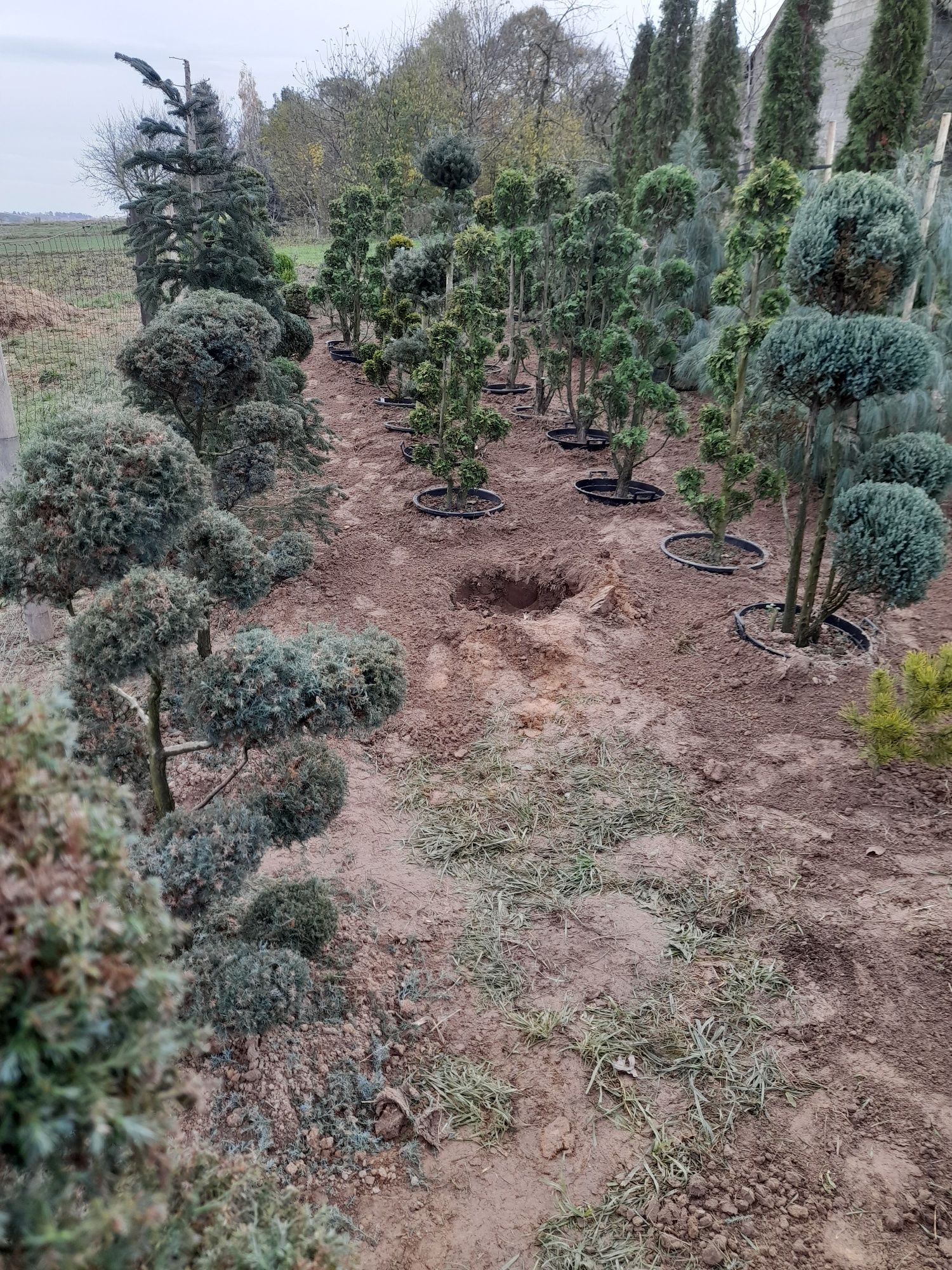 bonsai Rośliny formowane Sosna,swierk,jalowiec