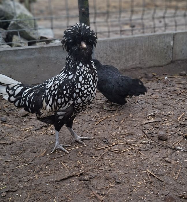 Koguty Czubatki, srebrzyste