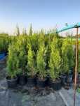 Tuja / Thuja / Żywotnik Zachodni szmaragd około 60cm