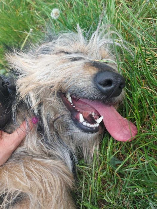 Gwiazdka szuka kochającego domku!