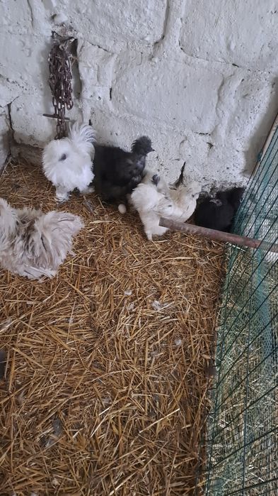 Sprzedam drób pv