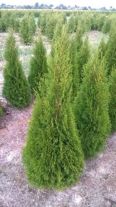 Thuja Tuja SMARAGD 140cm. 25zł/szt RABATY !!! PROMOCJA