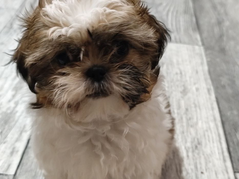 rasowe  pieski shih tzu