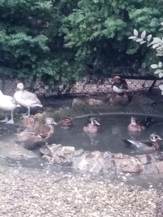 Sprzedam kaczki bajkały