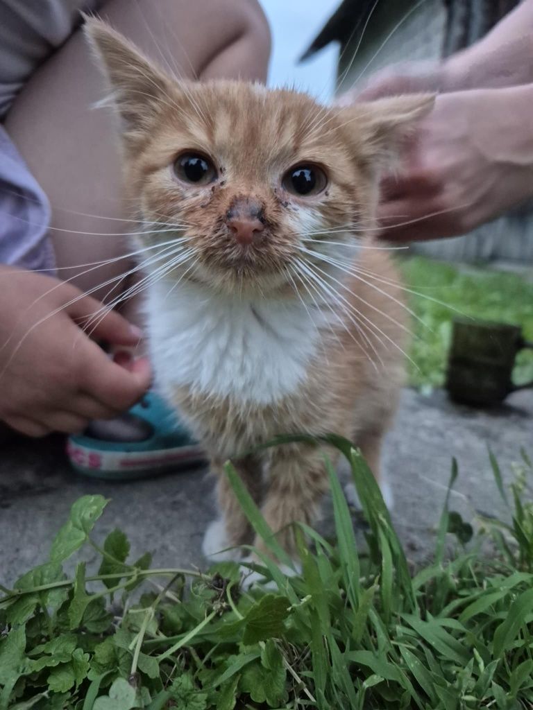 Oddam kotka tylko w dobre ręce