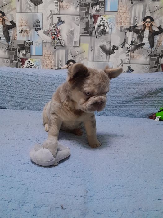 Біг роп флаффі ньюшейд мерле тан дівчинка 4.5міс