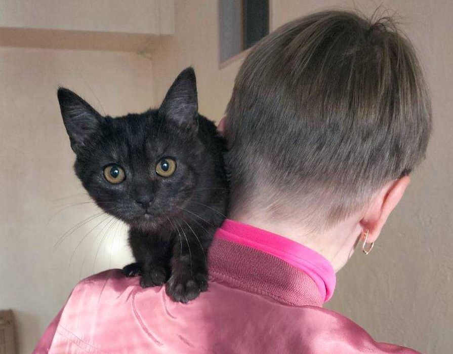 Кошеня шукає дім