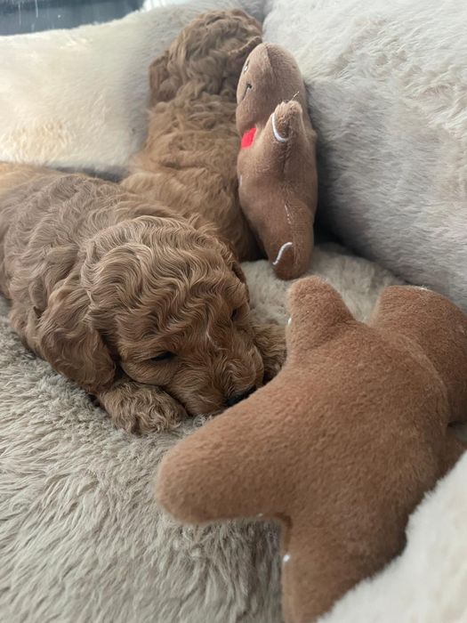 Pudel Miniatura Suczka