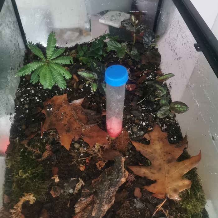 Biotop+herpagnathos venator