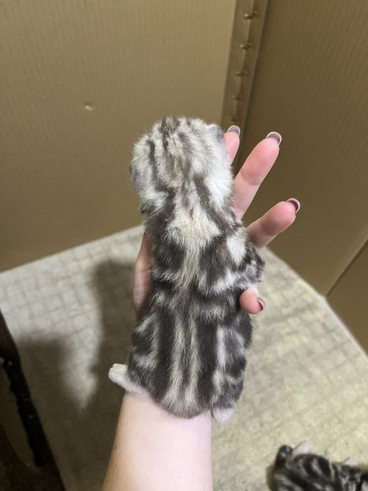 Шотландські малюки