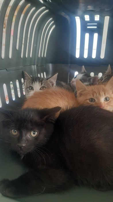 2 miesięczne słodkie kociaki szukają domu !!!