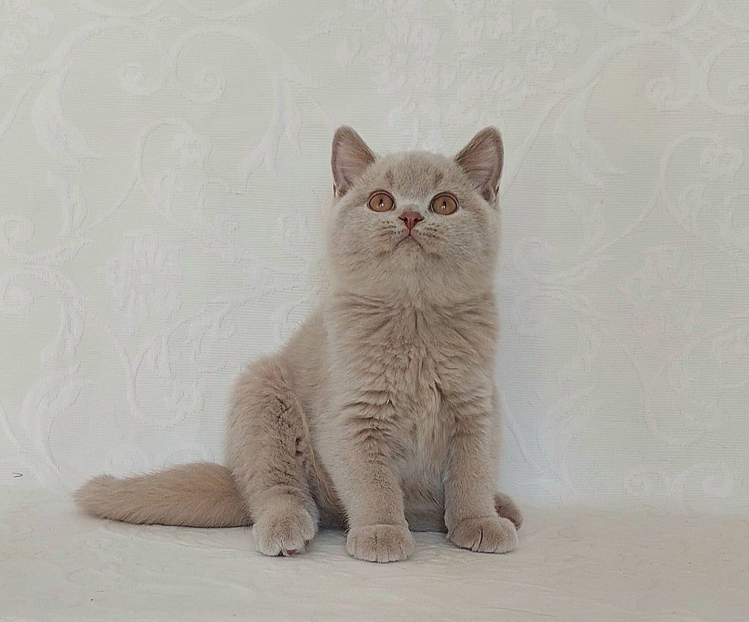 Чистокровные короткошерстные британские котята из питомника