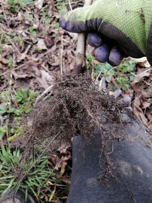 Саджанці грецького,волоського горіха