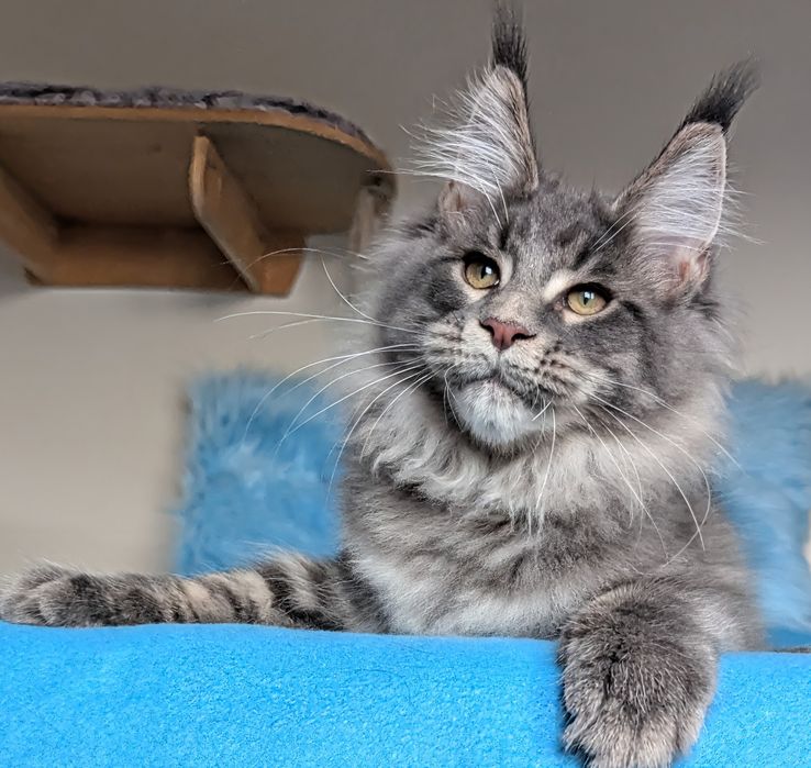 Gotowy do odbioru Niebieski XXL kocurek Maine coon