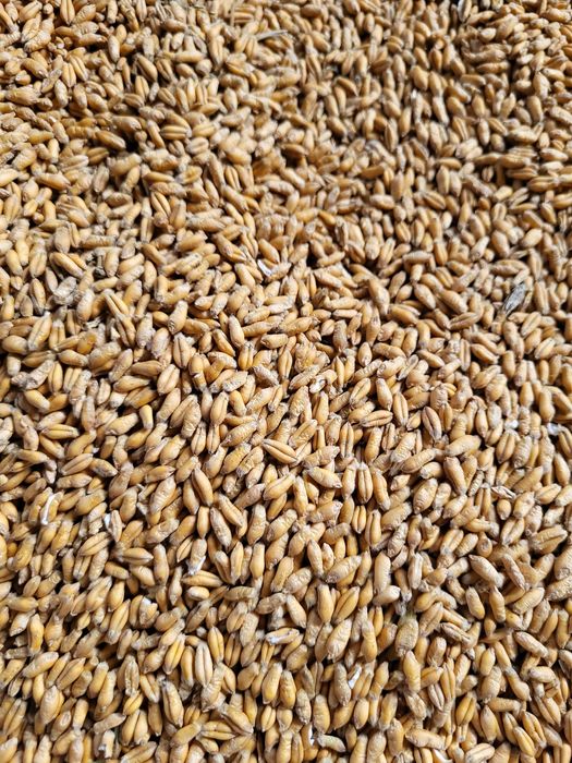 Pszenzyto ozime tadeus roczne, Pszenica ozima Hondia