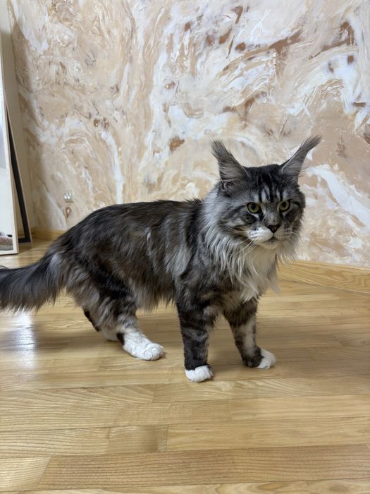 Хлопчик мейн-кун  шукає пару