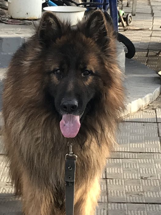 Вязка кабель немецкой овчарки