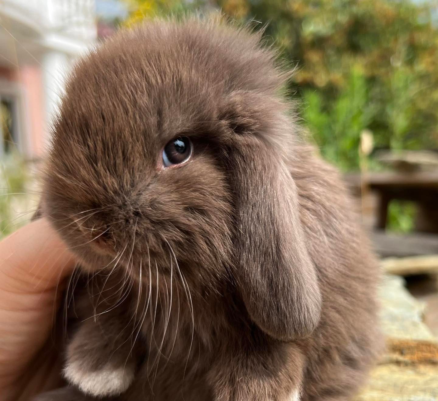 Mini lop teddy karzełek króliczki miniaturowe z legalnej hodowli