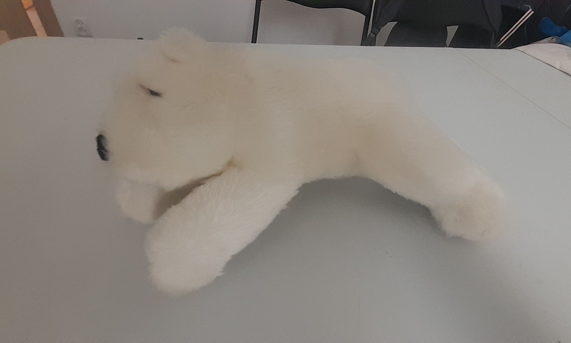 Pluszak - Niedźwiedź polarny