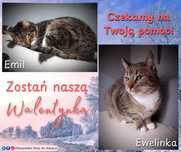 Emil nie żyje, Ewelinka została sama