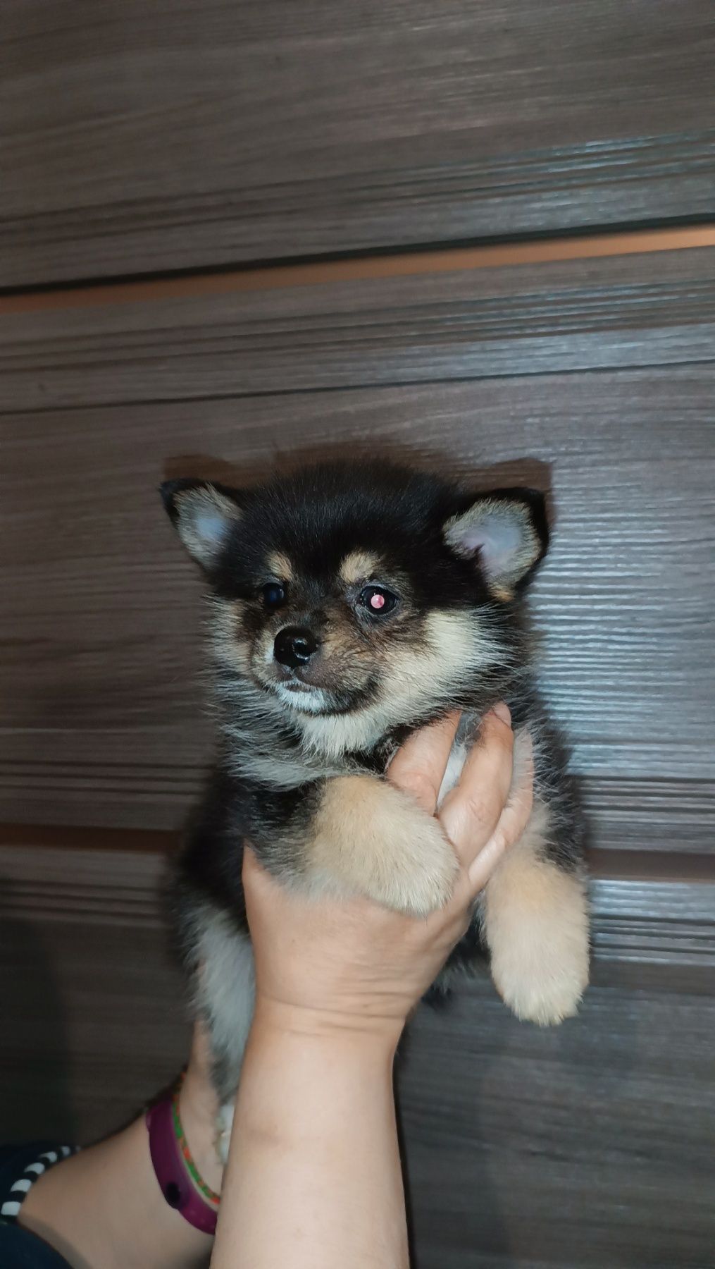 Дівчинка Помскі Помски Pomsky f2