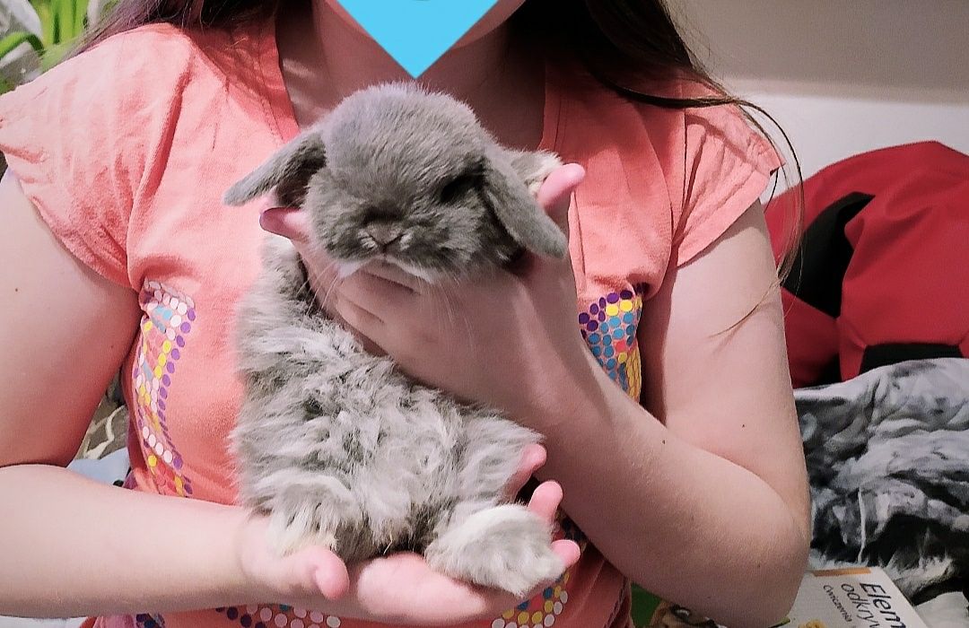 Mini lop Blue Otter czysto rasowy do rezerwacji królik miniaturka