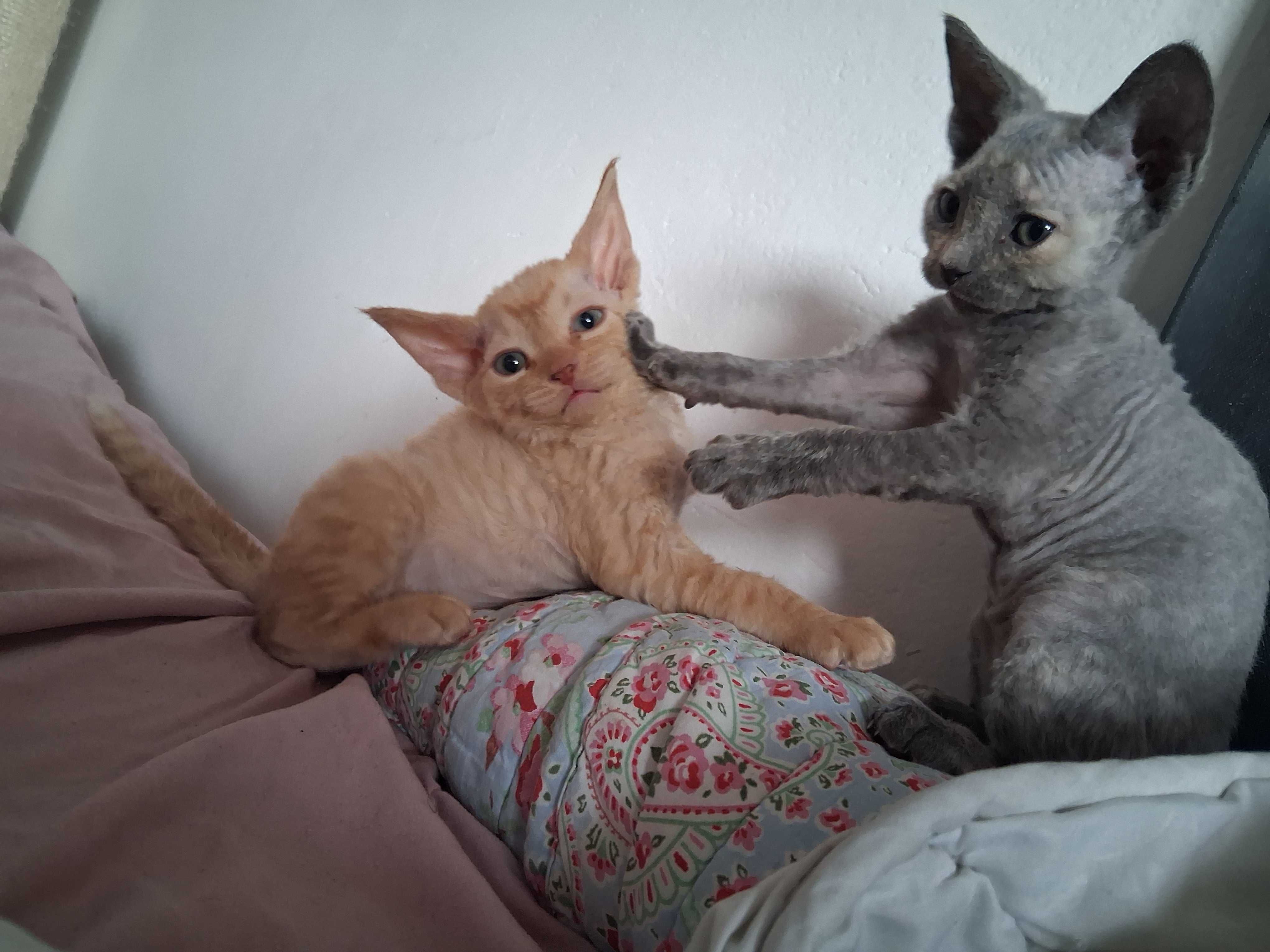Devon rex, rudy kocurek, miziak, FPL
