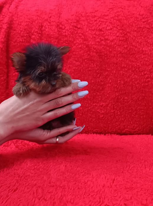 Yorkshire Terrier miniatura