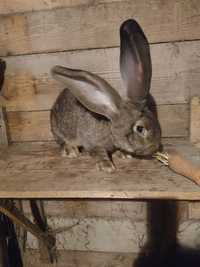 Sprzedam samca królika belgijskiego, Belg Szary Olbrzymi